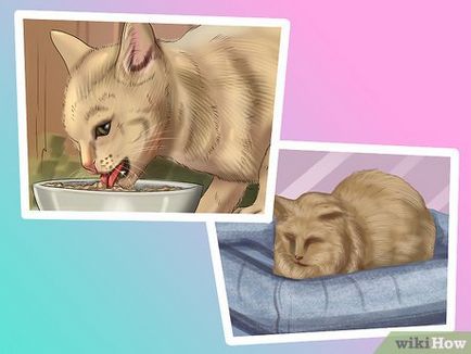 Hogyan készítsünk egy macska alszik melletted
