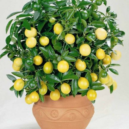 Hogyan készítsünk citrom gyümölcs