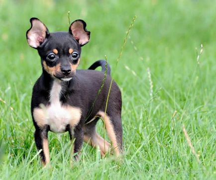 Törpe fajta kutya fotók névből, amely a legkisebb, zsebben