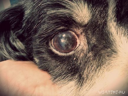 Szaruhártya-gyulladás kutyáknál fotó, tünetei és kezelése otthon