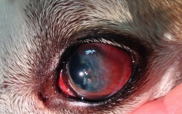 Keratitis kutyák tünetei és kezelési módszerek (fotó)