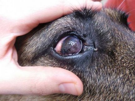 Keratitis - gyulladás a szaruhártya kutyák