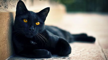 A beceneveket neveket fekete macskákat értékben neve rejtély