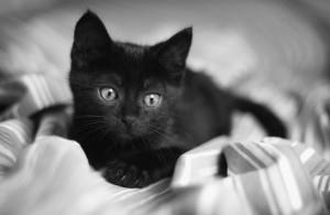 Becenevek (ek) fekete macska és macska
