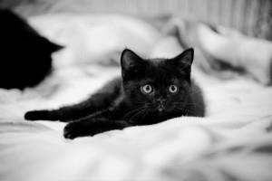 Becenevek (ek) fekete macska és macska