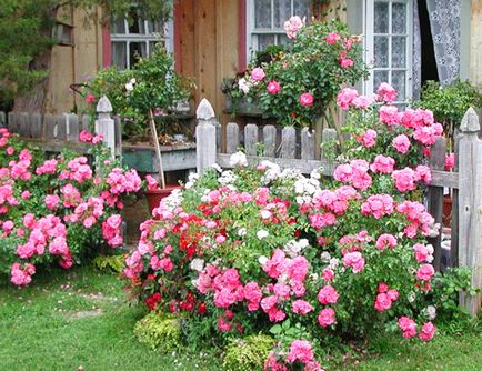 Ágyak a ház közelében - 18 gyönyörű virágágyások a ház közelében, egy gyönyörű ház és kert