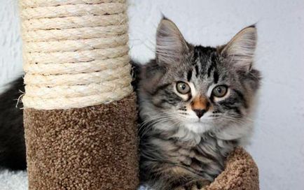 Körömkoptatók macskáknak saját kezűleg sorozatgyártott