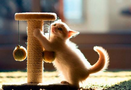 Körömkoptatók macskáknak saját kezűleg sorozatgyártott