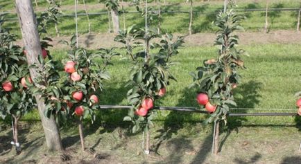 Oszlopos alma általános tippeket ültetés és gondoskodó