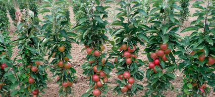 Oszlopos alma általános tippeket ültetés és gondoskodó