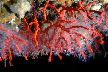 A korallok - egy fantasztikus gazdagság formák és színek