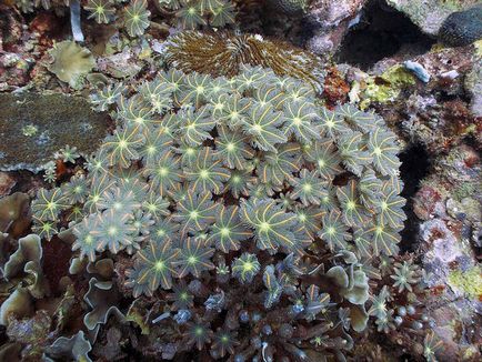 A korallok - egy fantasztikus gazdagság formák és színek