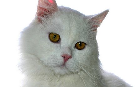 Macska hiedelmek, babonák körülbelül előrejelzésére szex, színe és viselkedése a háziállatok