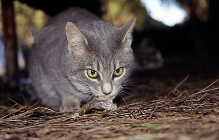 Macska hiedelmek, babonák körülbelül előrejelzésére szex, színe és viselkedése a háziállatok