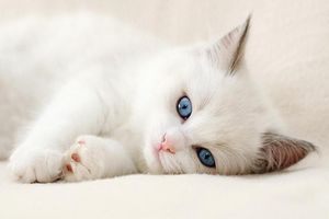 Albino macskák, macskák, kutyák és cicák - egér sem!