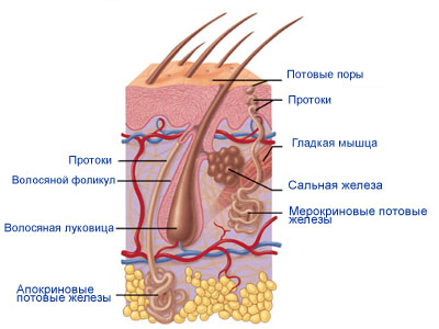 Az emberi bőr, a bőr szerkezetének és funkciójának