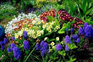 Gyönyörű virágágyások az ország saját kezűleg, 100 ötletek és képek!