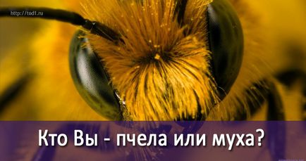 Ki vagy te - a méh vagy légy két kilátás nyílik a világ, az élet változó képzési
