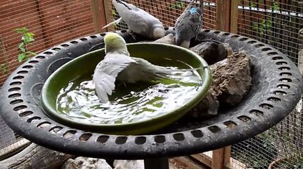 A fürdővíz budgies hogyan fürdik (fotó és videó)