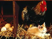 Csirke, házi csirke, csirke fotó orosz, etetés csirke széna, tenyésztők, fa