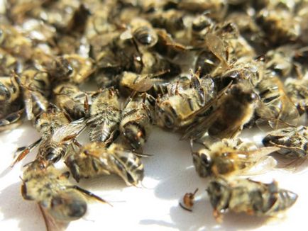 Kezelése méh Podmore - receptek és ajánlások