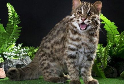 Ázsiai leopárd macska fajta leírás, élőhely, háziasítása
