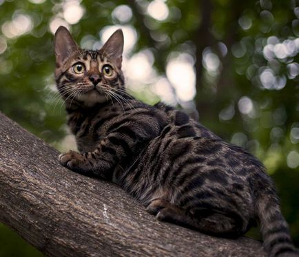 Ázsiai leopárd macska fajta leírás, élőhely, háziasítása