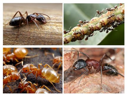 Wood hangyák a kertben az előnyök és ártalmak