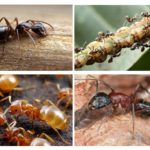 Wood hangyák a kertben az előnyök és ártalmak