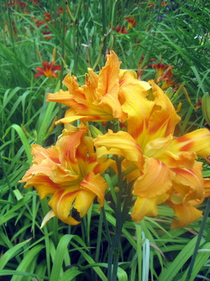 Daylily fényképe és neve daylily fajták, telepítése és gondozása virág daylily