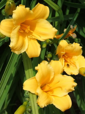 Daylily fényképe és neve daylily fajták, telepítése és gondozása virág daylily