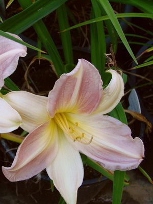 Daylily fényképe és neve daylily fajták, telepítése és gondozása virág daylily