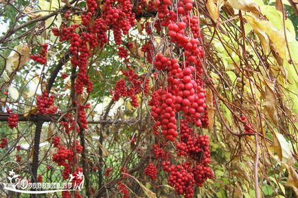 Schisandra, termesztés és karbantartás, metszés, öntözés, ültetés