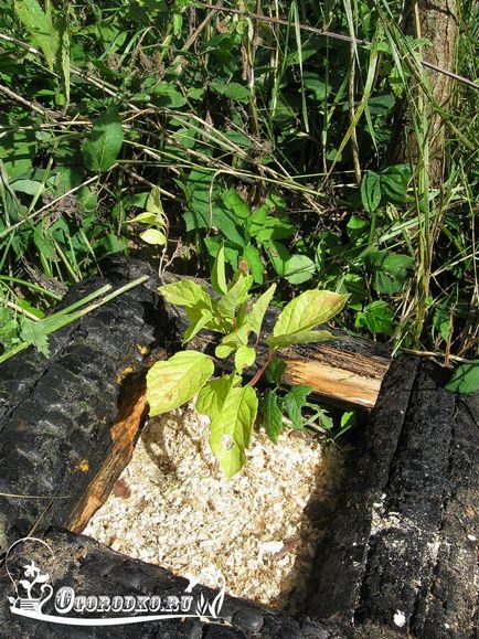 Schisandra, termesztés és karbantartás, metszés, öntözés, ültetés