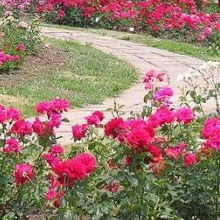 Legjobb rózsakert kerttervezés fotówebhelyeit rózsák