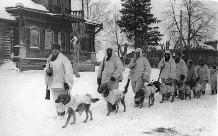 Shaggy kutya, mint a katonák a Vörös Hadsereg ellen harcolt a náci megszállók