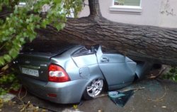 Az autó esett egy fa - mit kell tenni, és ki a felelős