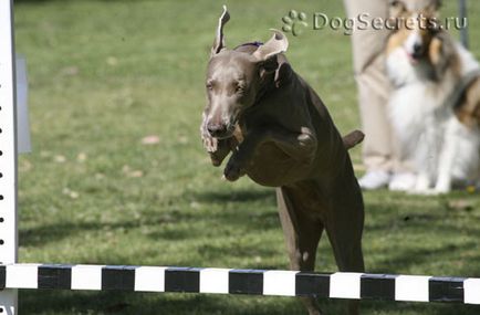 A teljes sebességgel képzés kutyák (OKD)