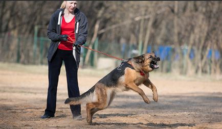 védő kutya képzési szolgáltatást tanítani a kutyát, hogy harapni őr ház lakás, a csata