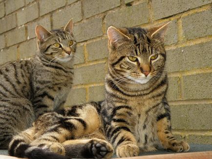Színek Brit macskák és macskák fotó és leírás