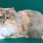 Színek szibériai macskák kék fotó, Neva Masquerade, piros, fehér, három színű, füstös,