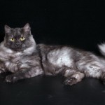 Színek szibériai macskák kék fotó, Neva Masquerade, piros, fehér, három színű, füstös,