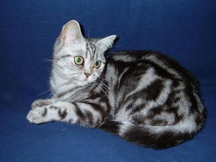 Színes cirmos macska az Egyesült Királyságban (fotó)