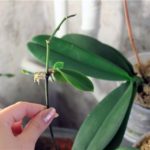 Orchid kivirult, mi köze van egy nyíl, a darabolást, hogyan kell átültetni a növény másik bankot
