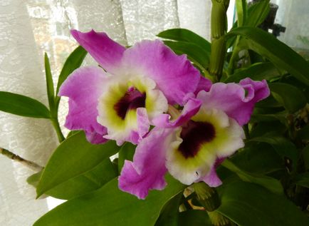 Orchid kivirult, mi köze van egy nyíl, a darabolást, hogyan kell átültetni a növény másik bankot