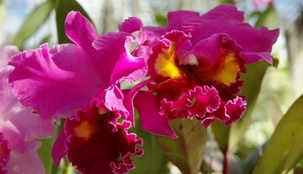 Orchid ellátás az otthoni, utasításokat képek és videó