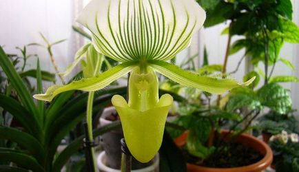 Orchid ellátás az otthoni, utasításokat képek és videó