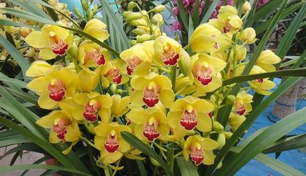 Orchid ellátás az otthoni, utasításokat képek és videó