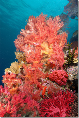 Különösen korall szín, luxus és kényelem