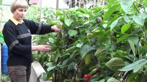 Jellemzői termesztése paprika üvegházban